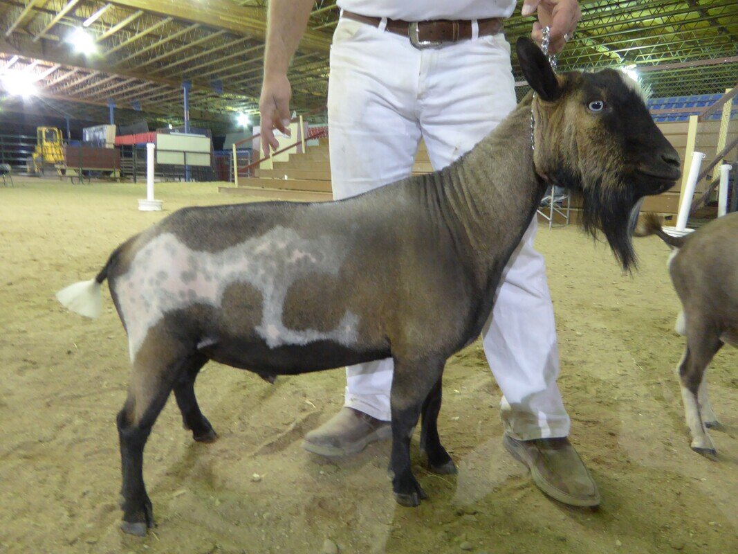 Cheif - Grand Champion at Idaho Syringa Show 2021