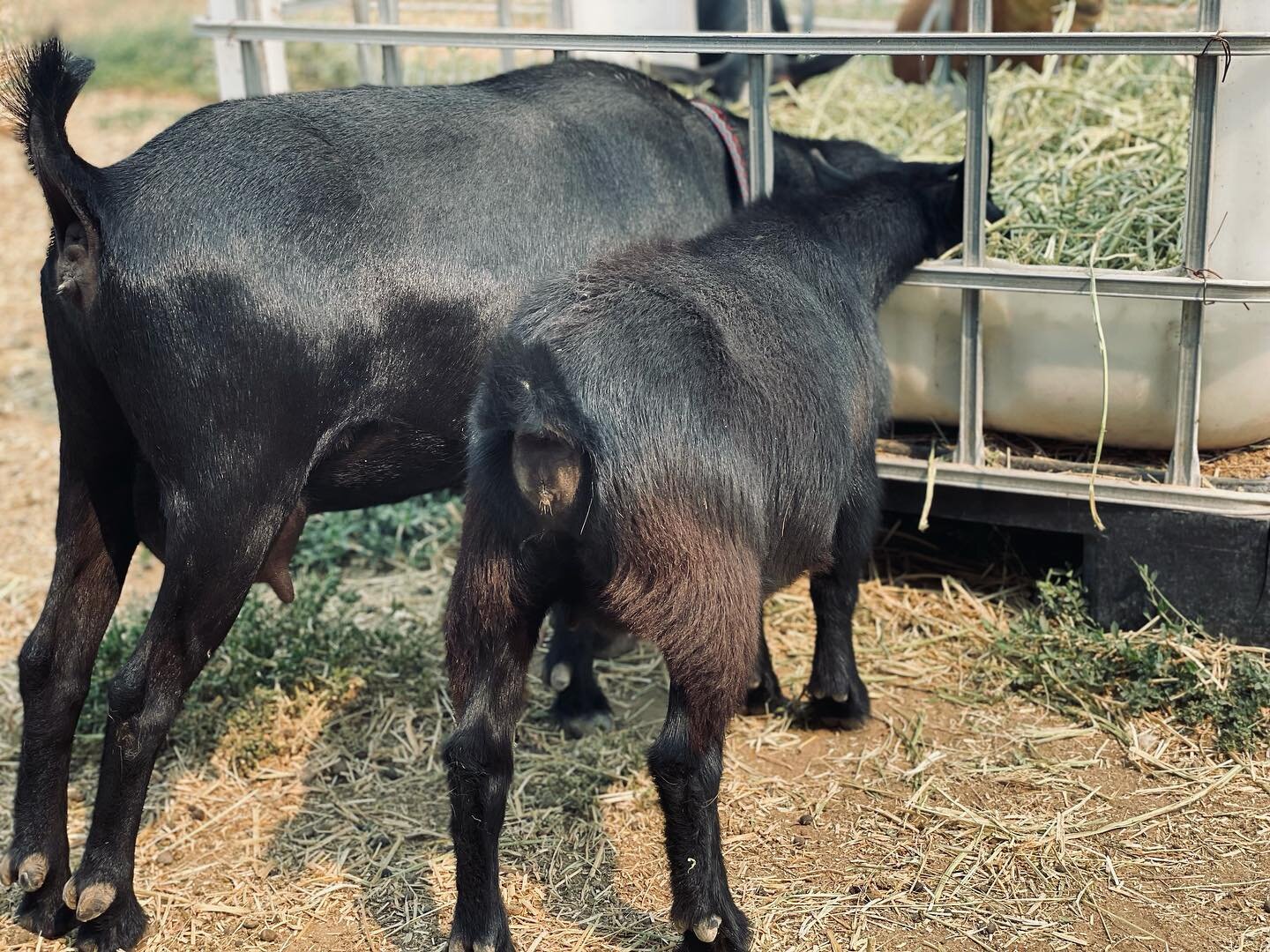 The Black Beauties 🖤

If you know our herd, then you know our girl Oracle on the left. She&rsquo;s an amazing doe that we added to the herd last year. She gave us 4 bucklings this year so we have our fingers crossed for a doeling next year! 

On the