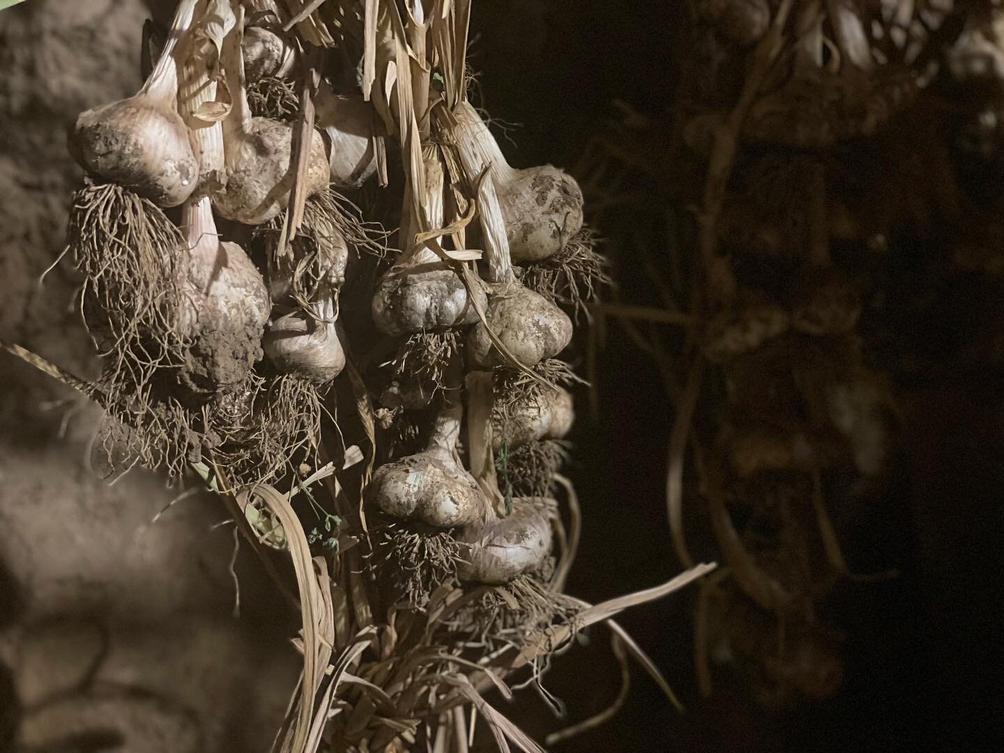 Did someone say garlic? 🧄

Our home is now a vampire free zone! 🚫

Seriously though. So. Much. Garlic! 

We&rsquo;ve had some inconsistencies with irrigation this year along with a late harvest and temps over 100F for the past couple weeks so my st