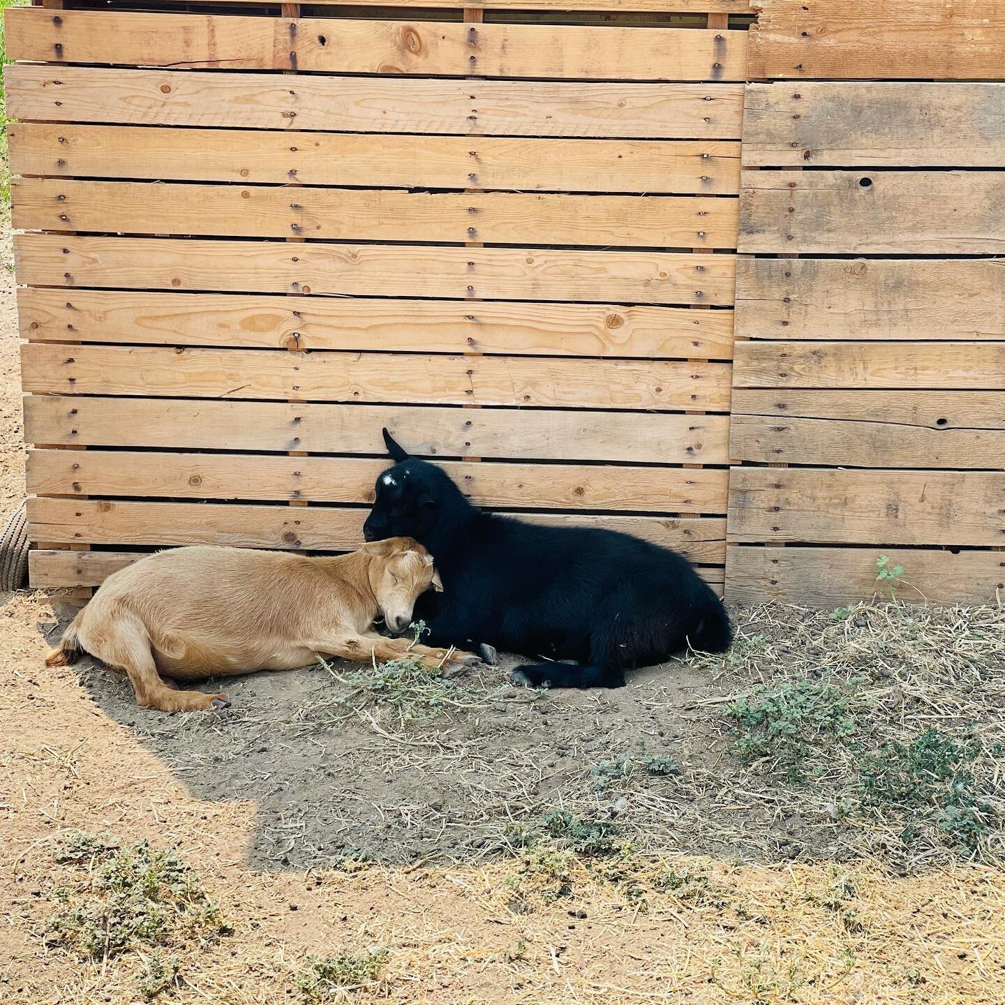 How does it get any cuter than this?! 🥰

These two doelings are new additions to the herd this year from Gayle at Southside Nigerian Dwarf Dairy Goats. They are both stacked with heavy milking genetics and amazing show lines. We&rsquo;re excited to 