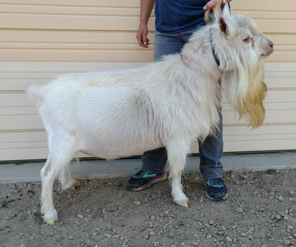 Sire: SUGAR MOON JUST SO U NEAU *B