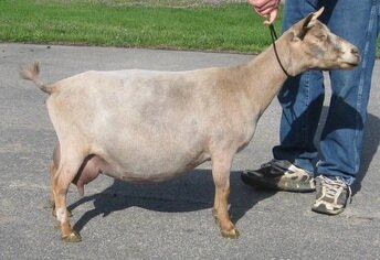SD: SGCH JDR RANCH CH CHERRY BLOSSOM 3*M AR2015 VEEE90