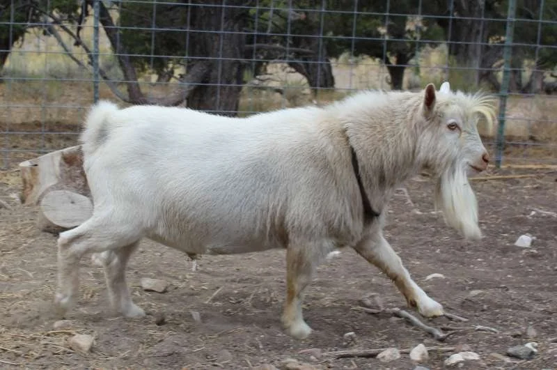 Sire: SUGAR MOON JUST SO U NEAU *B