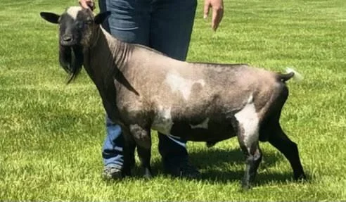 Sire: WEE3FARMS FN CHEIF *B (++ pending)