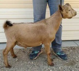 SS: ALETHIA DOH LAST STARFIGHTER *B