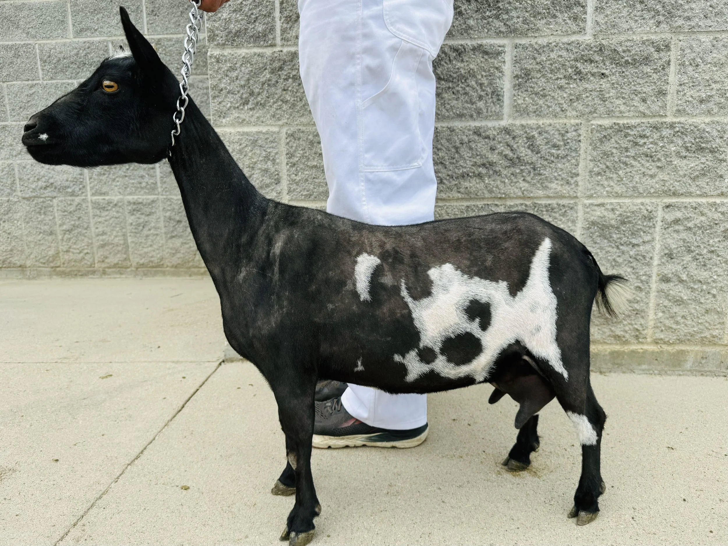 BOLD REBALANCE HIHO TILLY