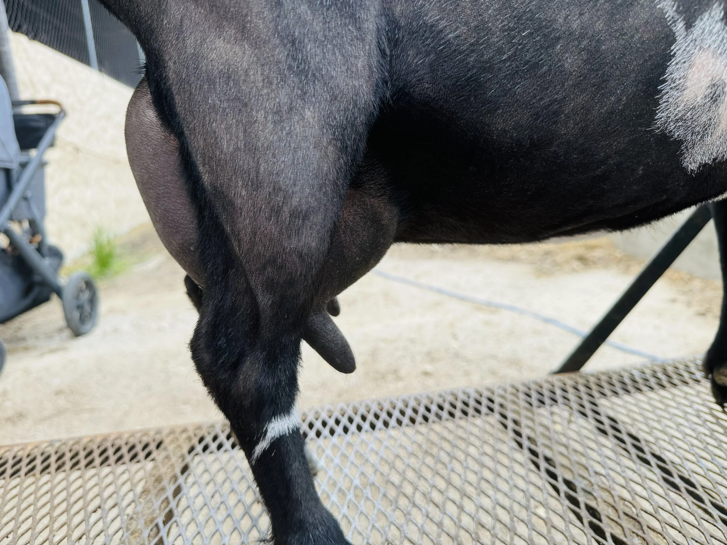 Tilly Udder.jpg