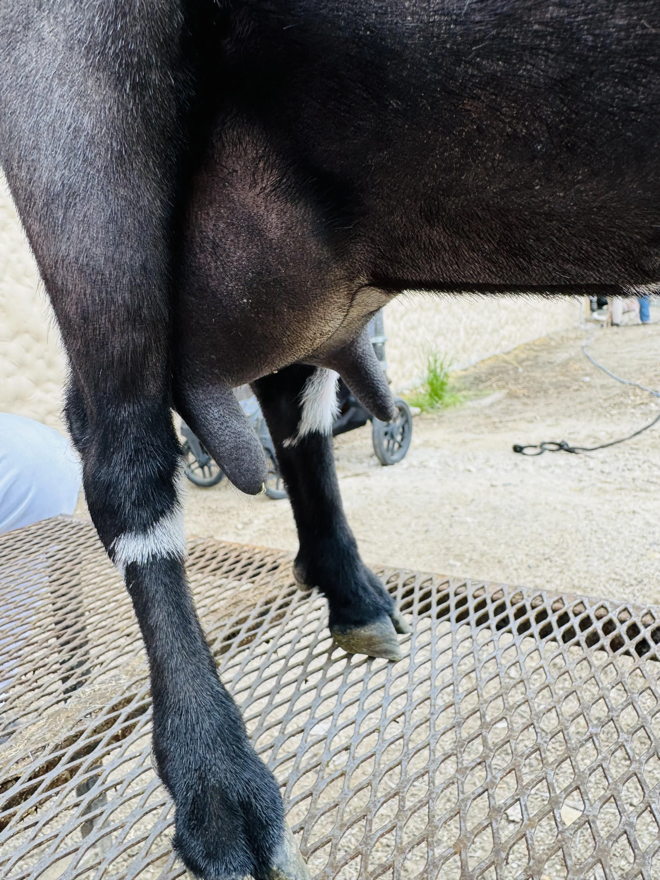 Tilly's udder 2.jpg