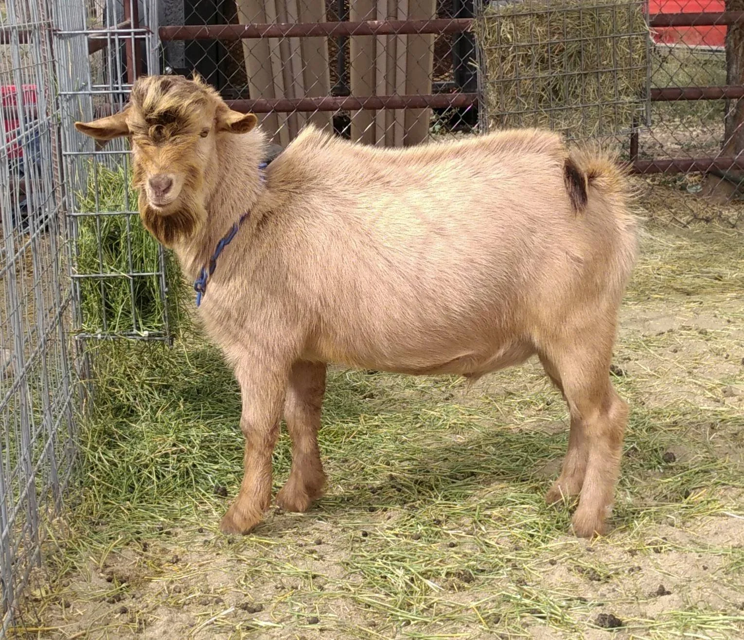 Sire: SOUTHSIDE SF KODAN *B