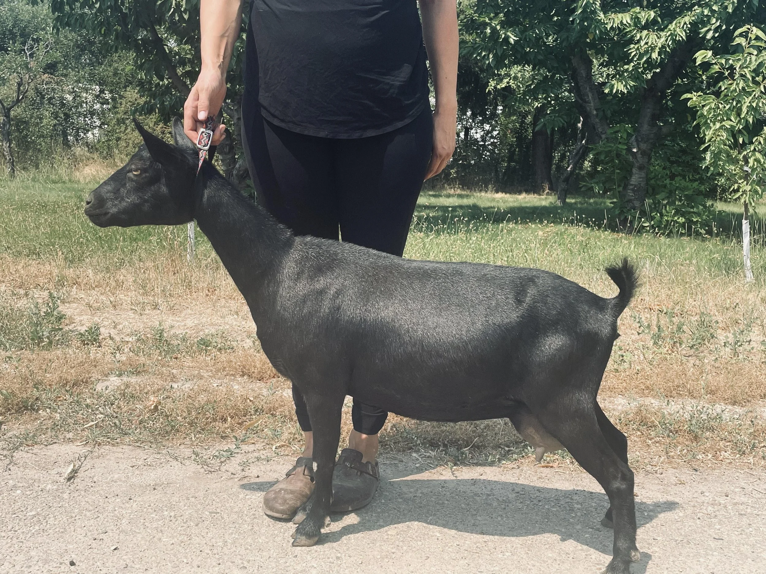 Oracle - 2 years old