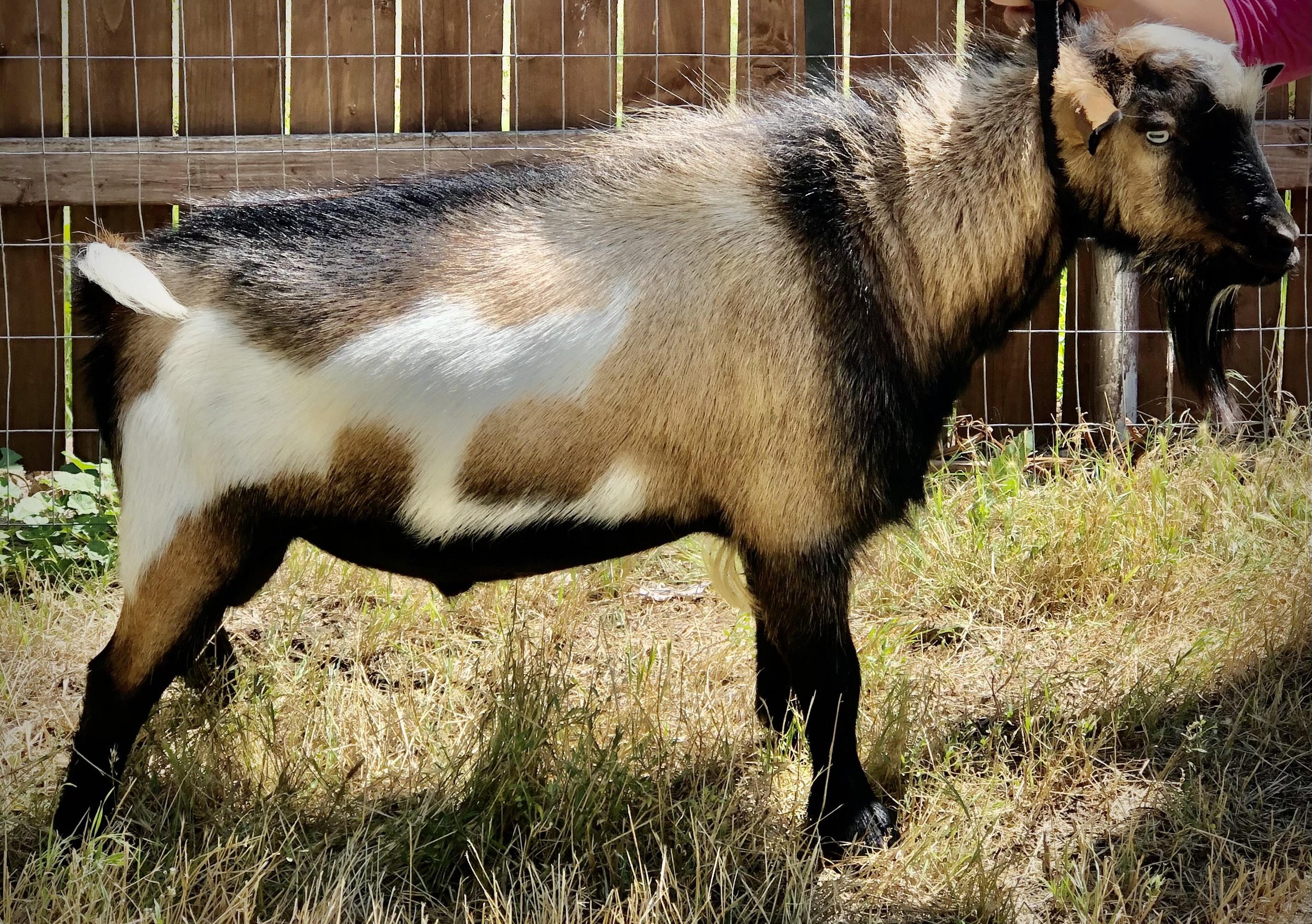 Sire: WEE3FARMS FN CHRIS *B (++ pending)