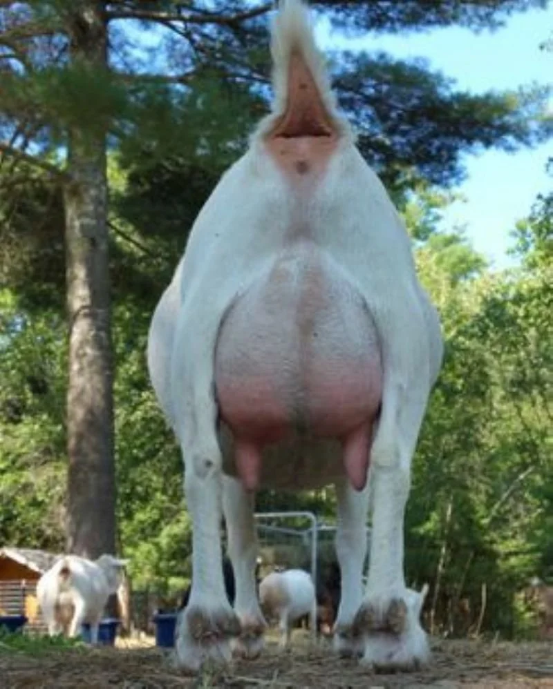 SD: SUGAR MOON VIC BEAU-KAYE 3*M AR2017