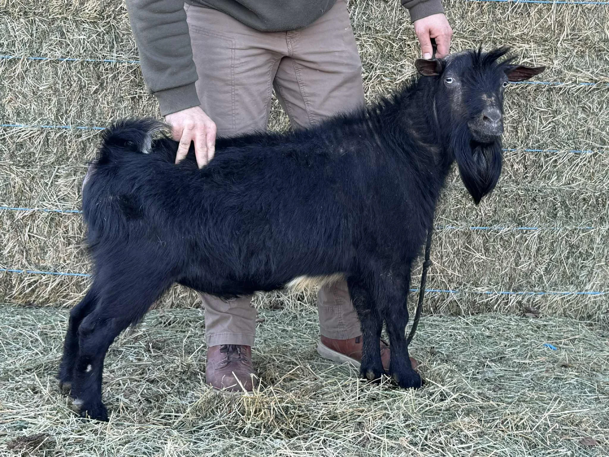 BOLD REBALANCE CH ARCHIBOLD aka "Archie"