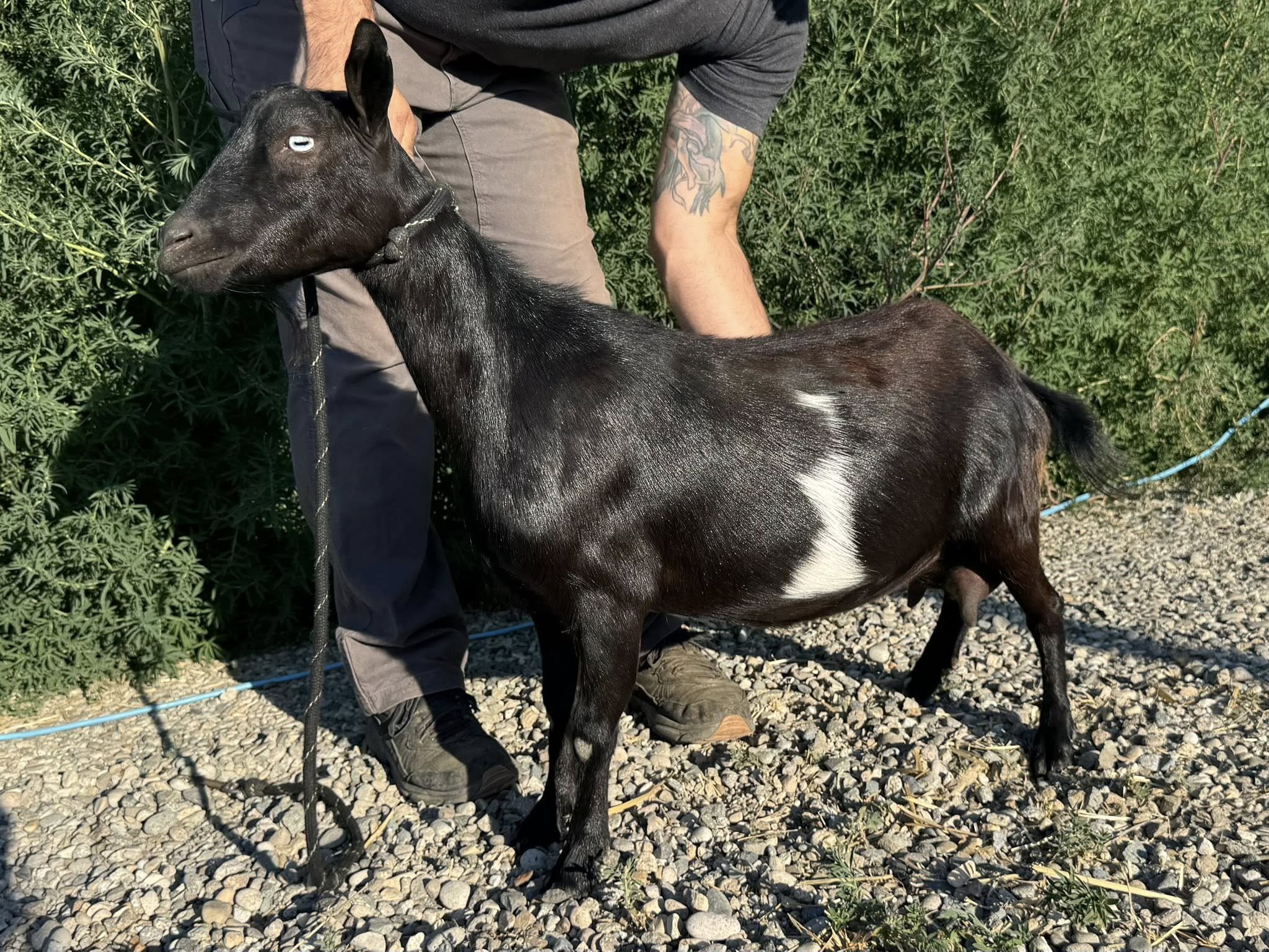 BOLD REBALANCE TI ADA