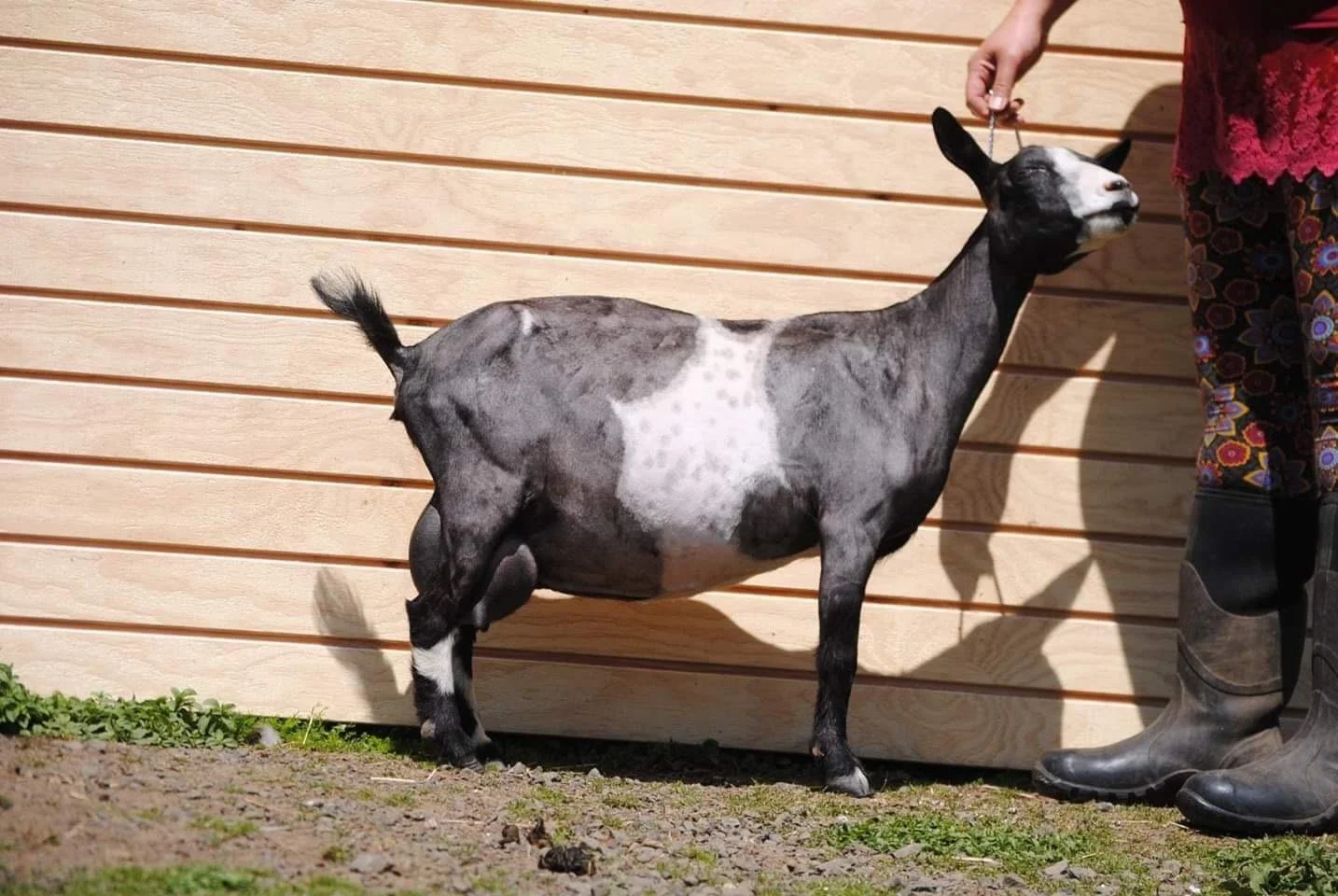 Dam: GRANITEACRES MB QUORRA