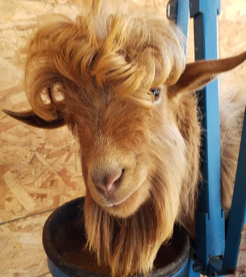 Sire: SOUTHSIDE SF KODAN *B