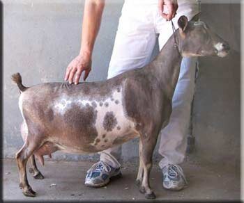 SD: GCH AGS SUGAR CREEK NATE’S PATIENCE 1*M AR2006 +A+E85