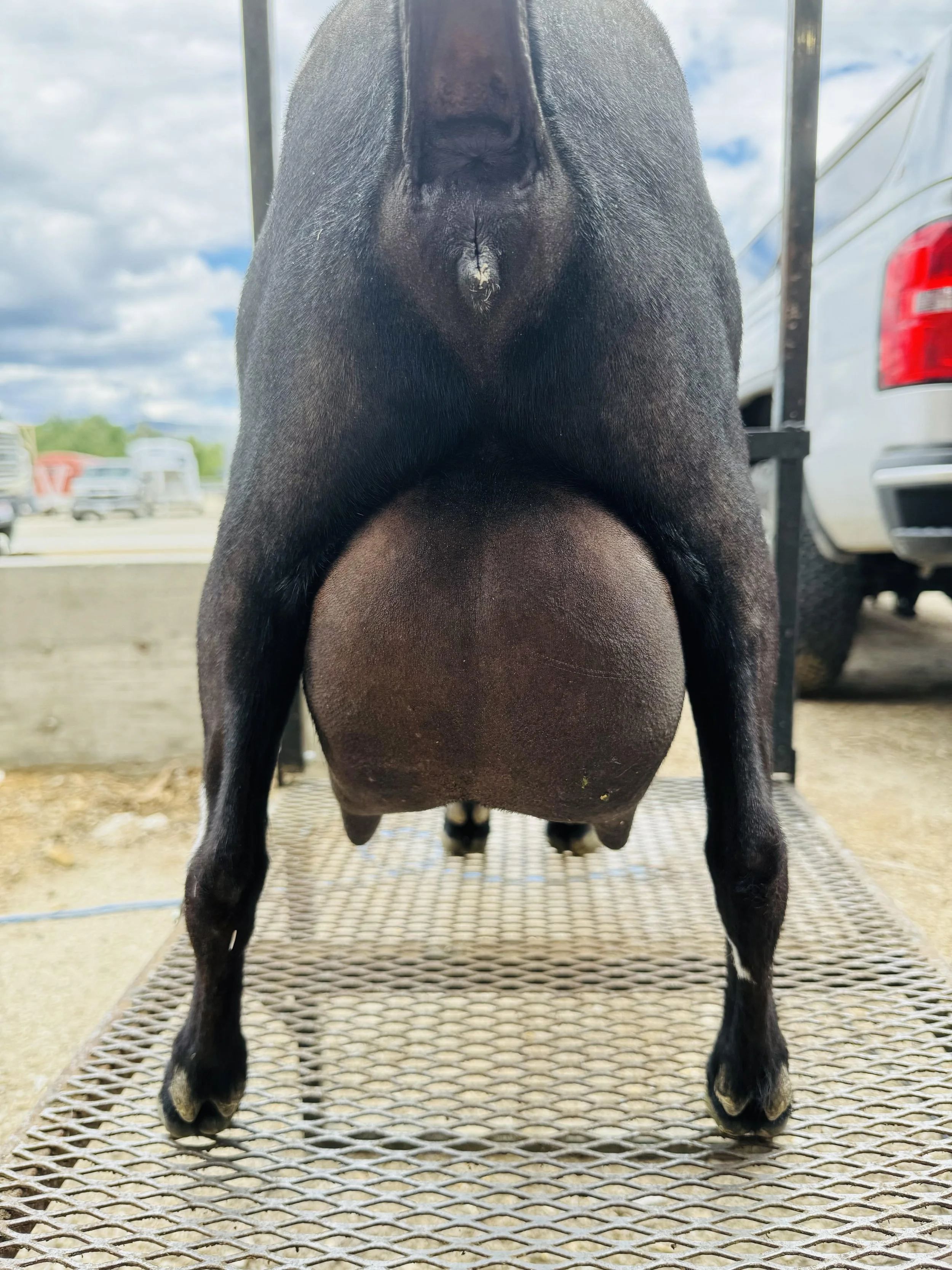 Tilly Udder Rear.jpg