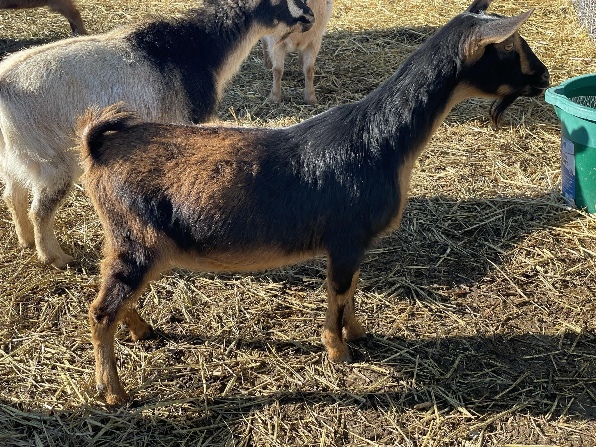 Alice - Yearling FF