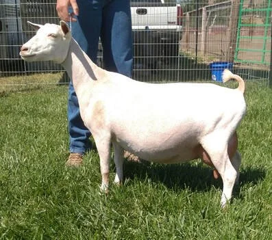 DD: SG THE HESTIA 7*M AR2018 VVEE90 (2021 Elite Doe)