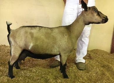 Dam: SGCH HAVEN’S HALLOW VICTORIA 2M AR2015 VEEV88