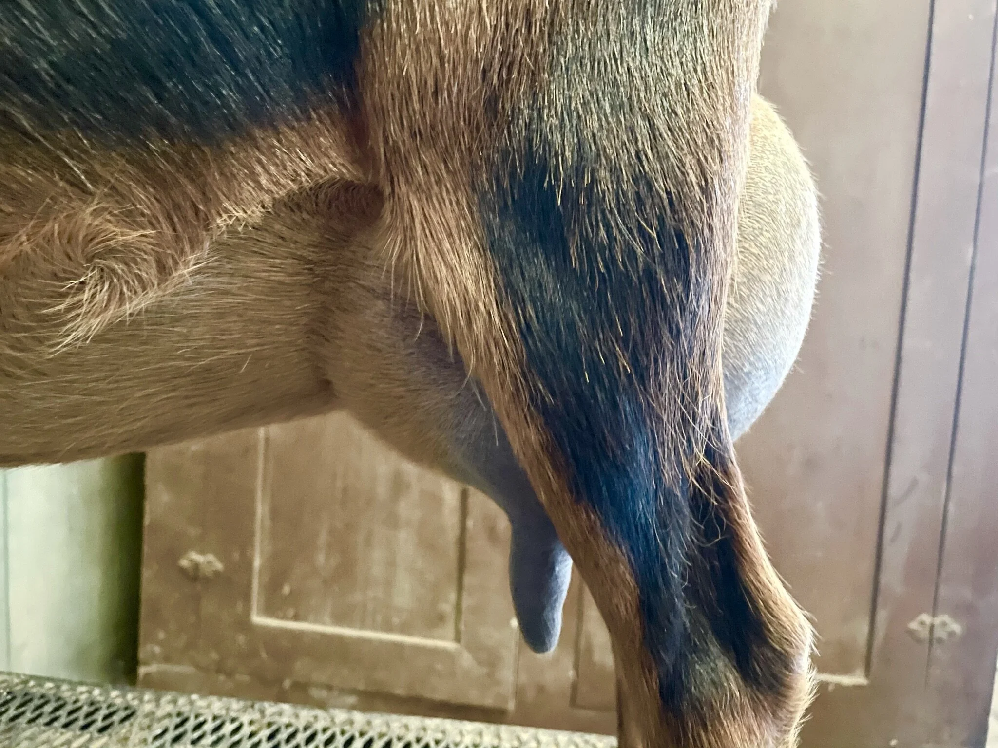 Dam - WEE3FARMS D ALICE 8*M AR VEVE89