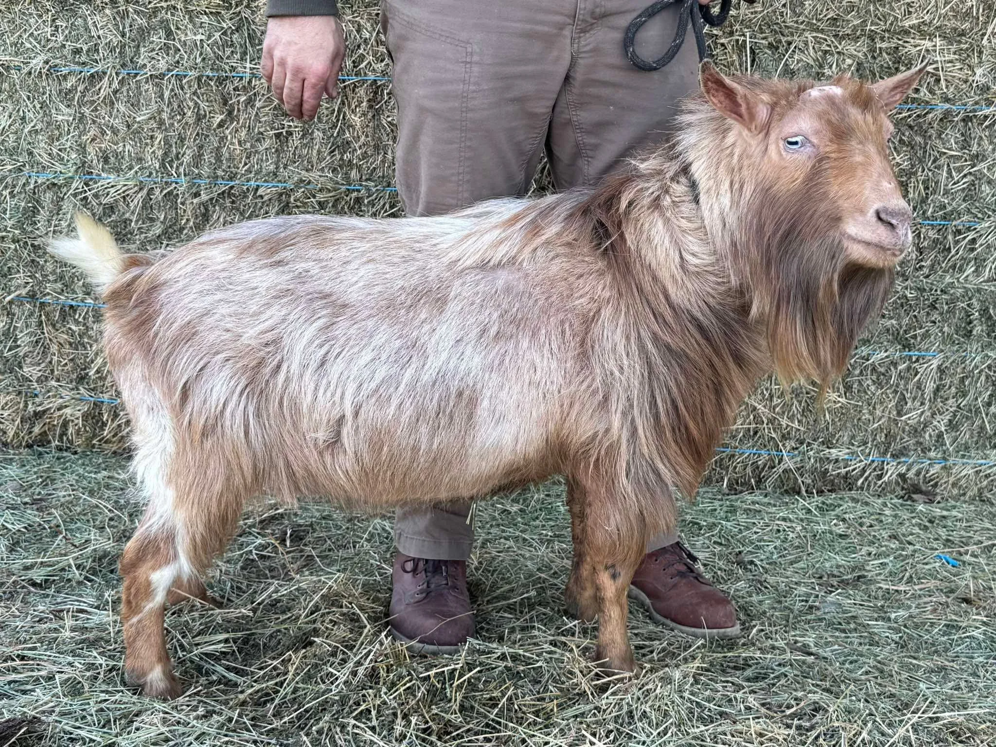 BOLD REBALANCE SUR TIMBER - BUCK