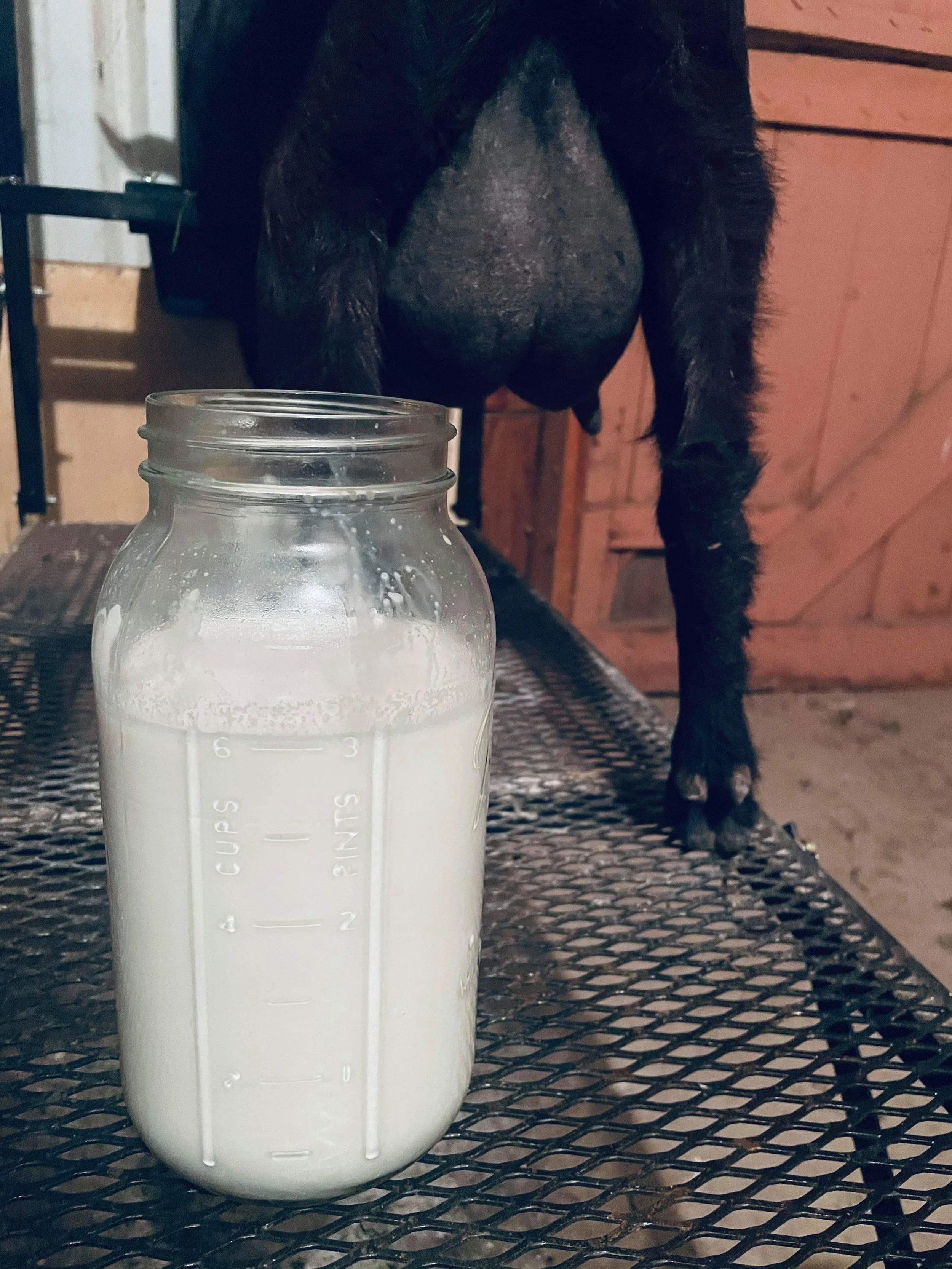 Oracle's 2F udder produced 5.8lbs/day on DHIA