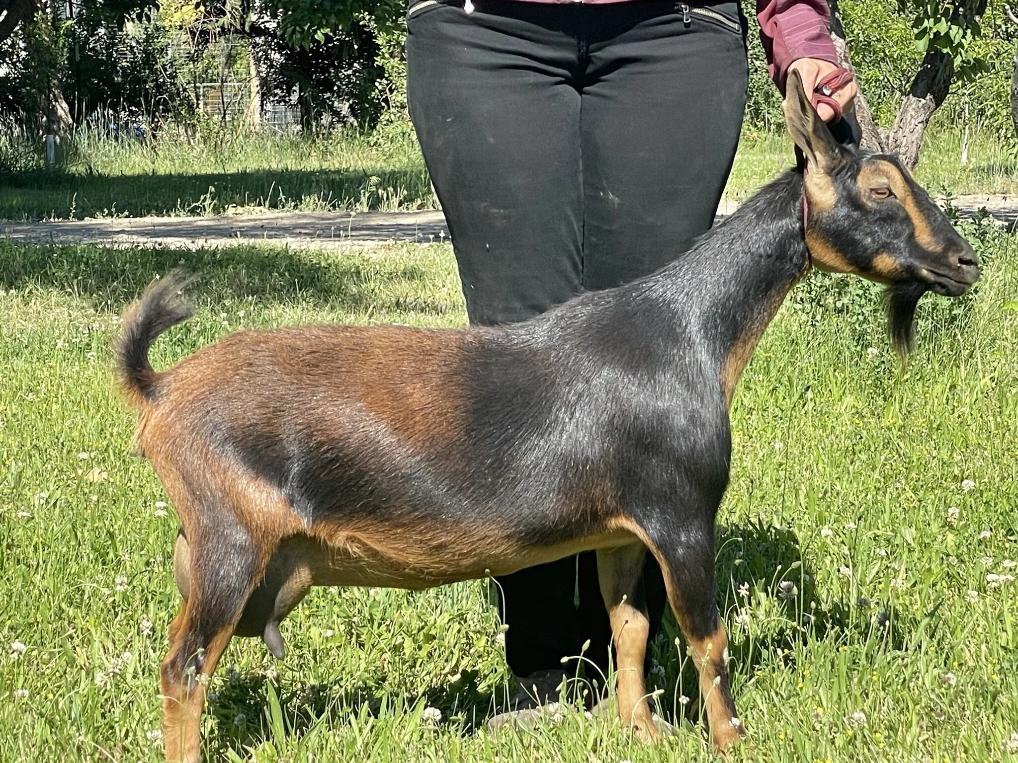 Dam - WEE3FARMS D ALICE 8*M AR VEVE89