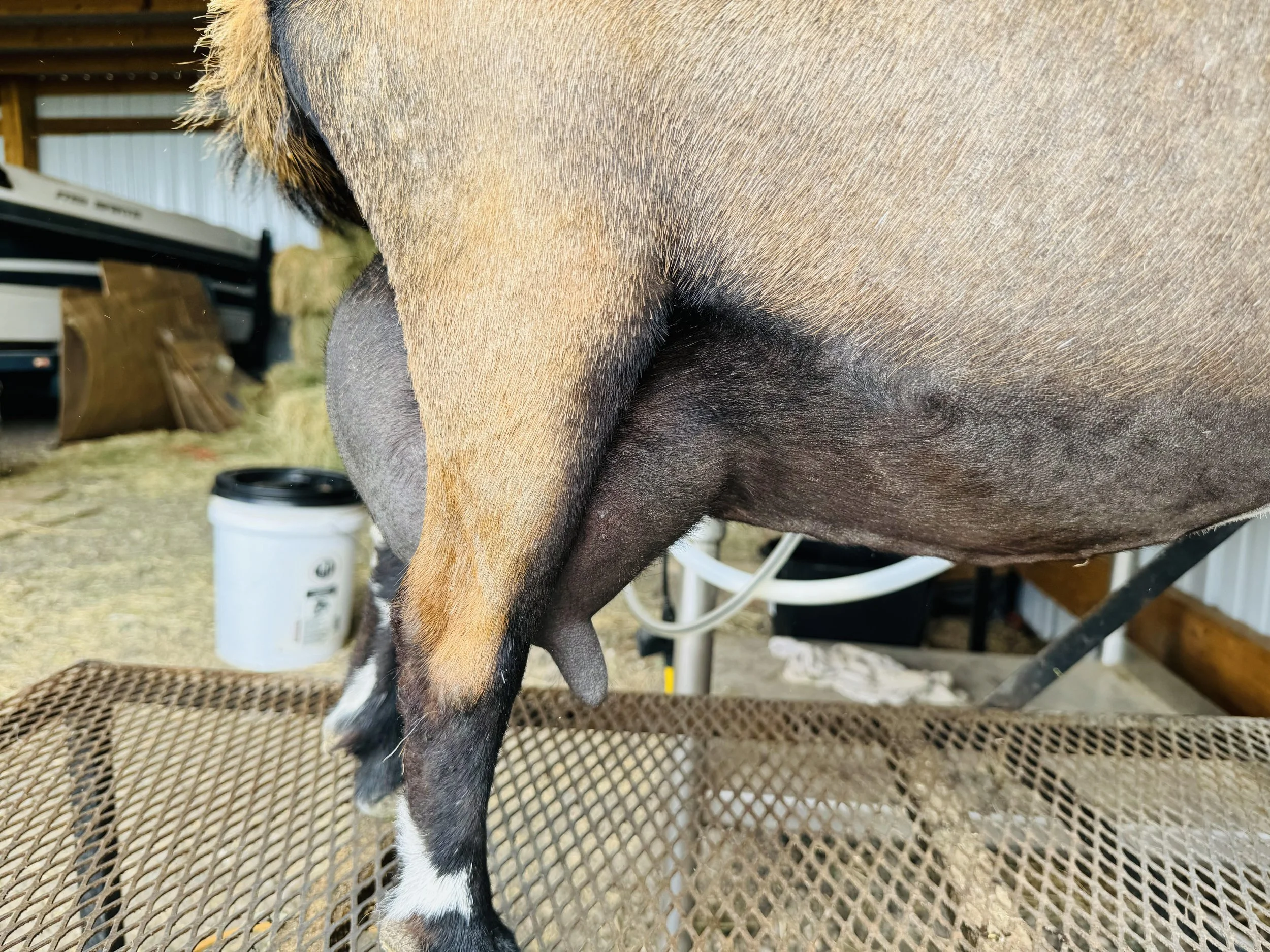 Aspen Udder.jpg