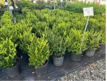 Old Glory Price_Picture Catalog .jpg