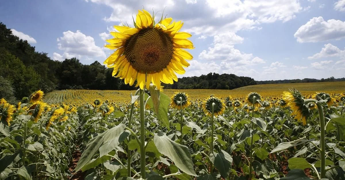 Field of blooming sunflowers under a blue sky with clouds.