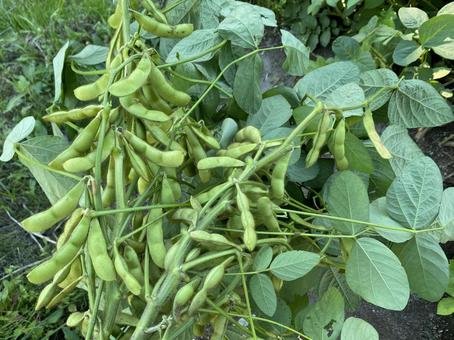 Midori Giant Soybean