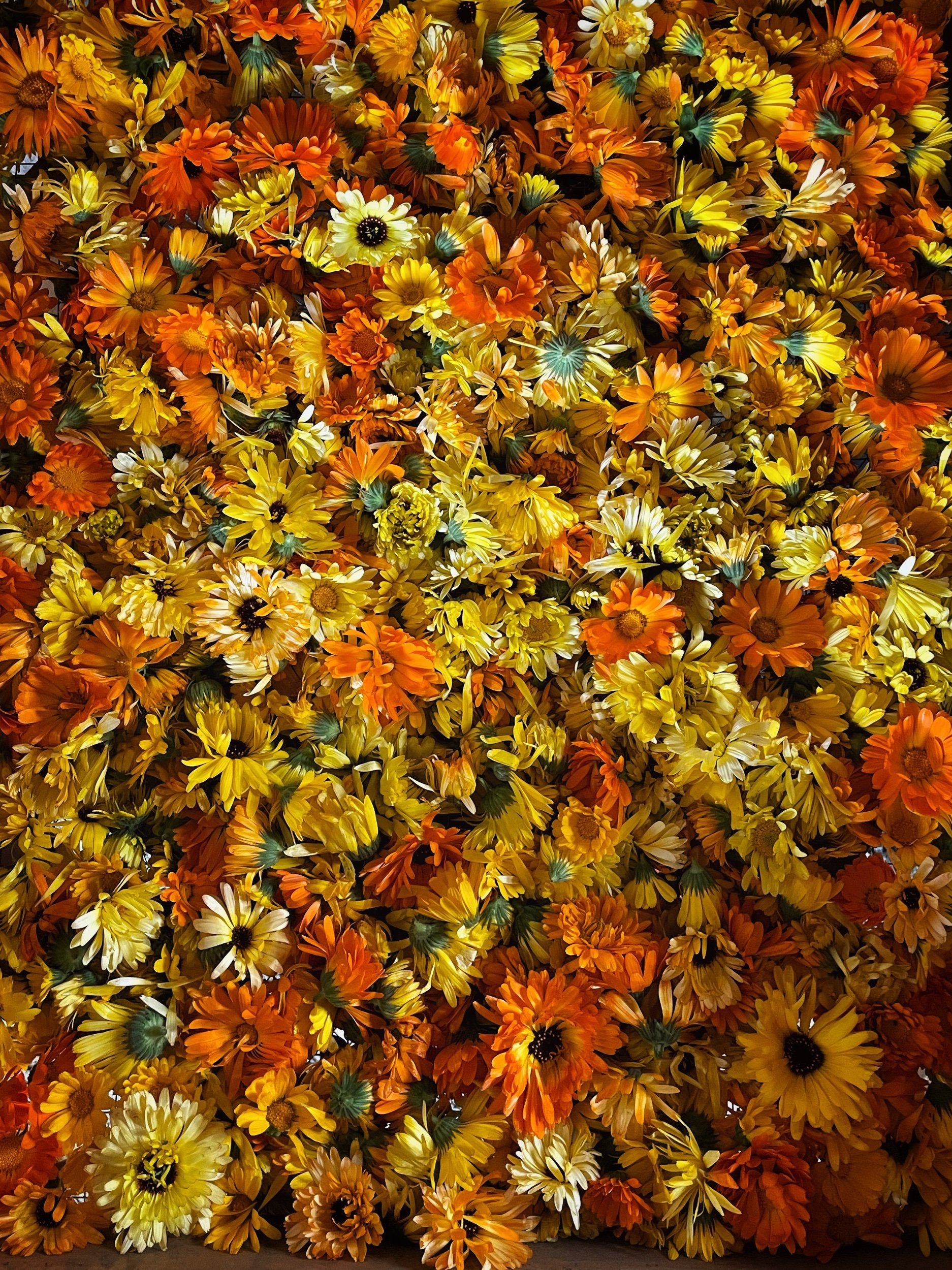 6F227237-0CEB-4019-8A7B-9476F7D81D22.jpeg