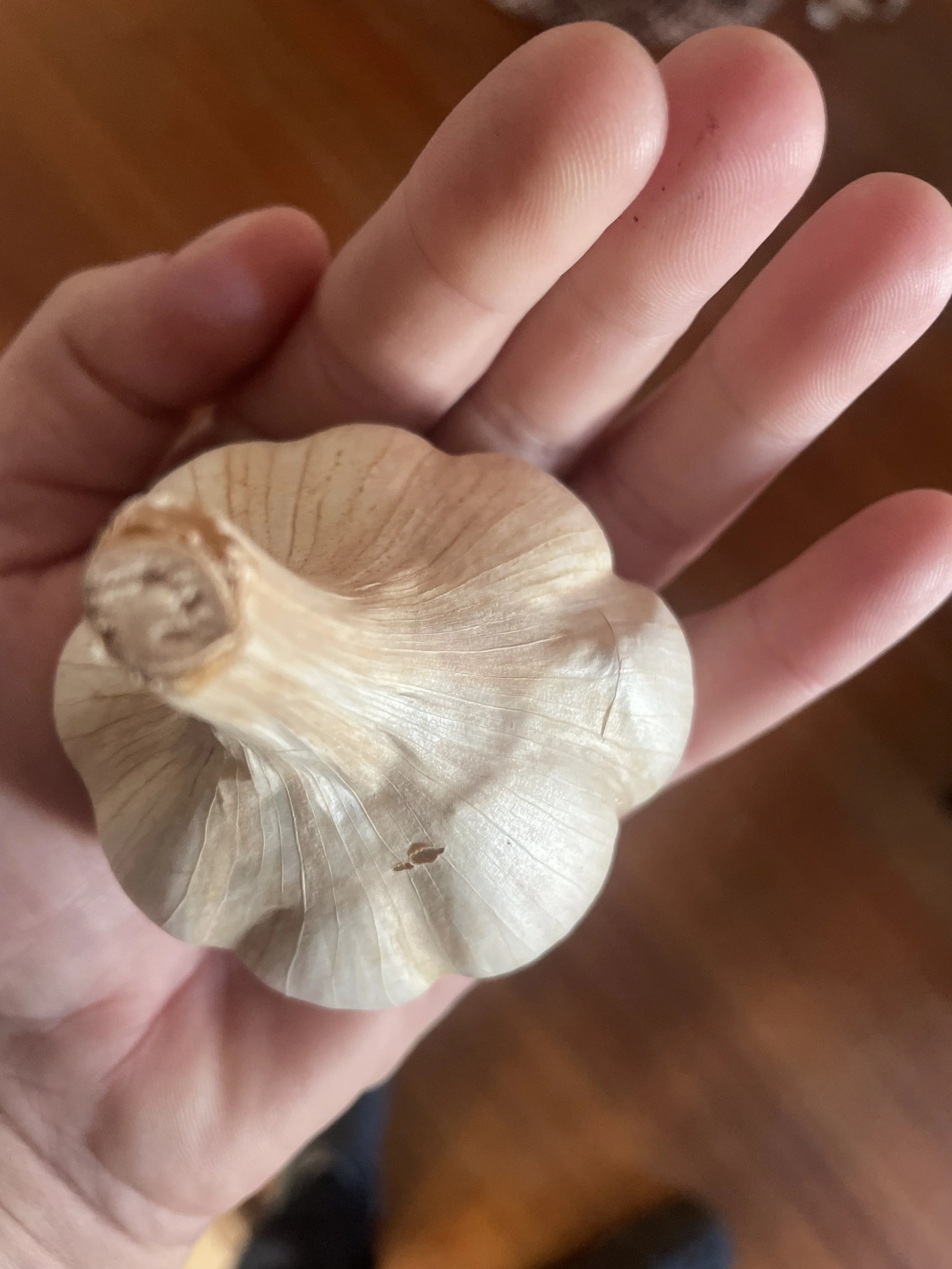 Seed Garlic Fertilization Soak