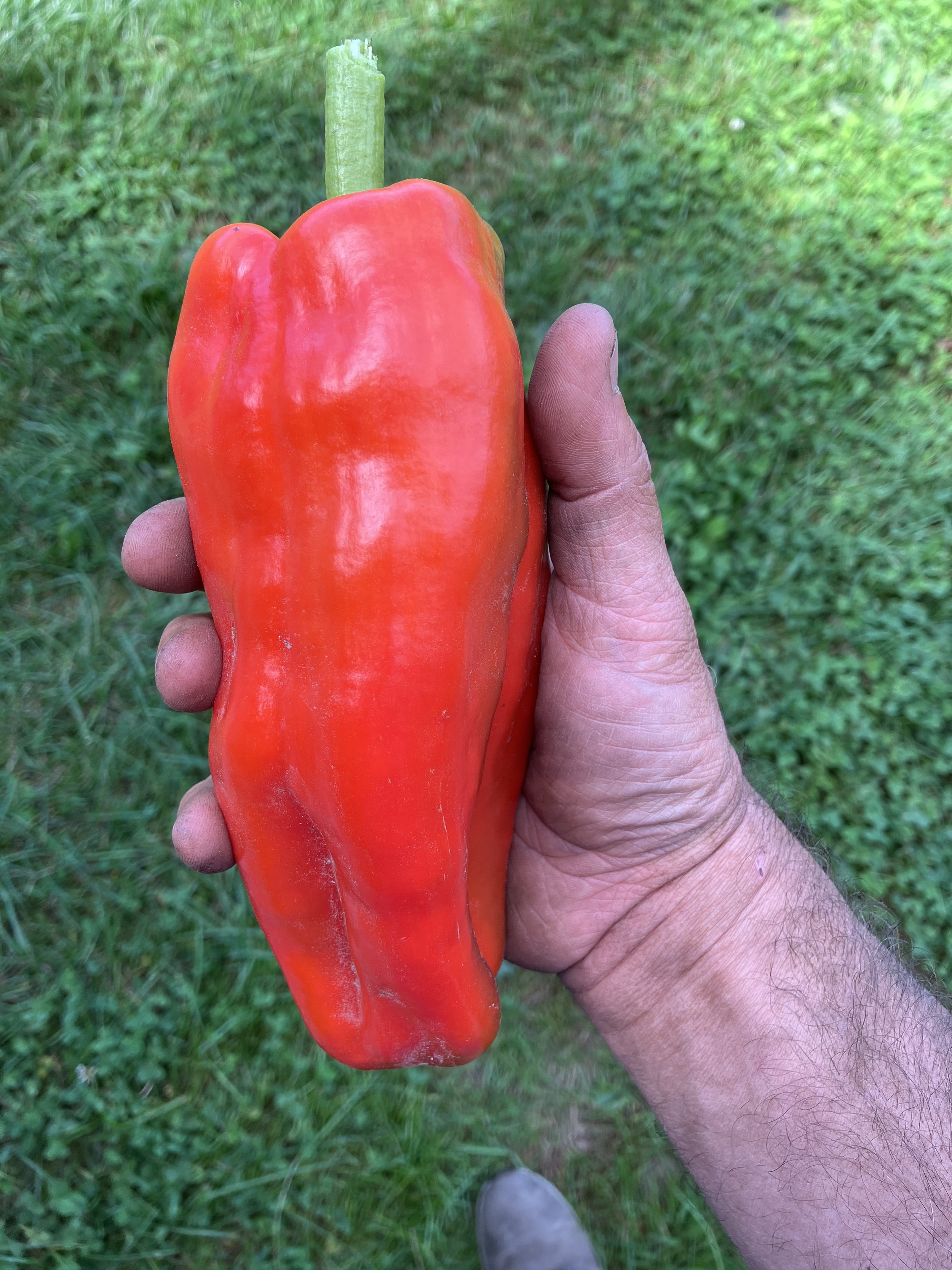 Ermelinda pepper.jpeg