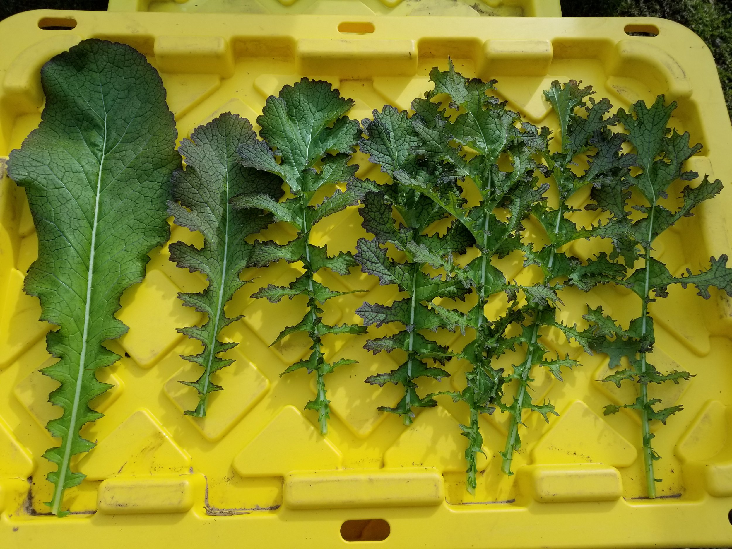 Cool Season Salad Builder