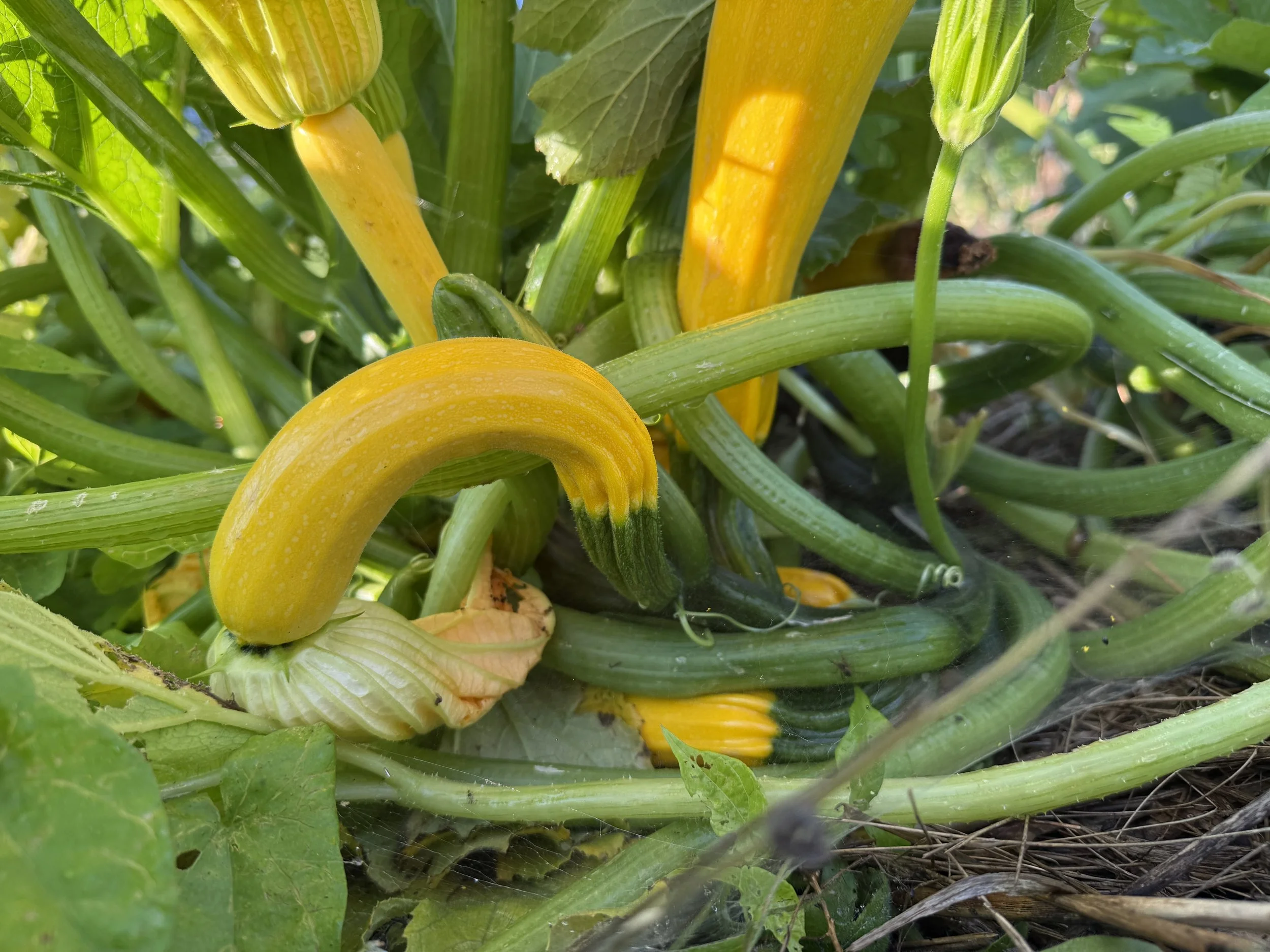 Dog Days of Summer CSA Share