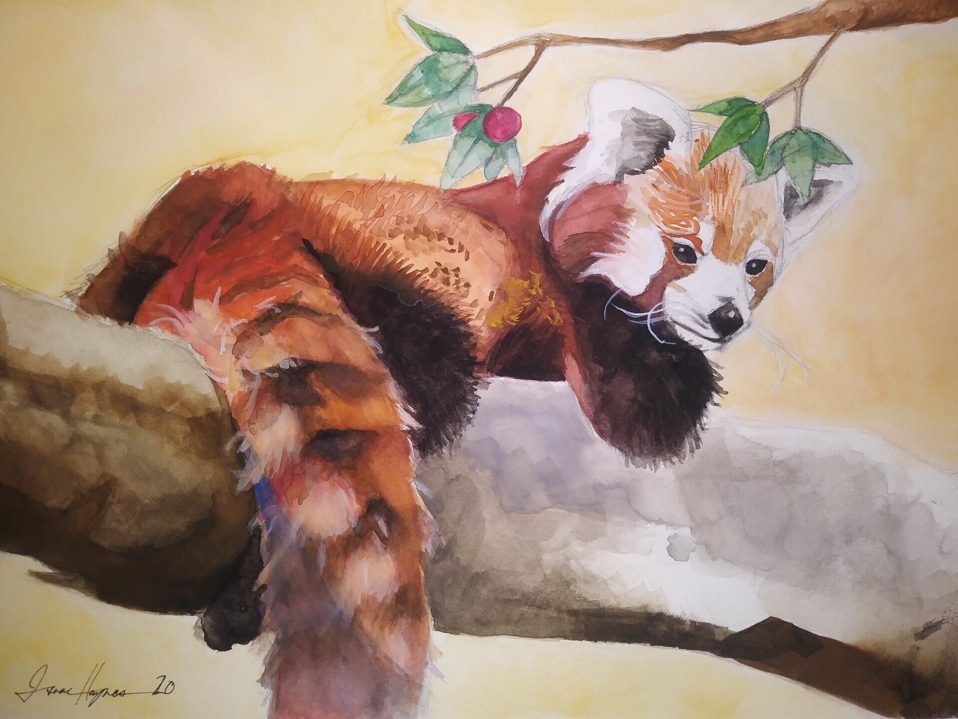 red panda.jpg