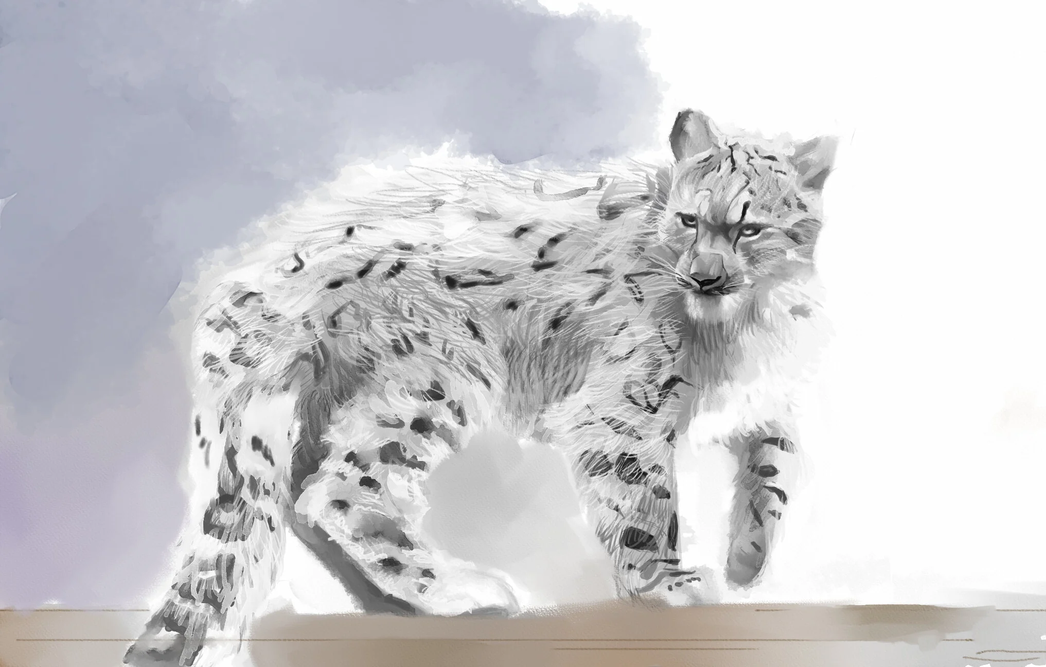 Snow Leopard Study_1.jpg