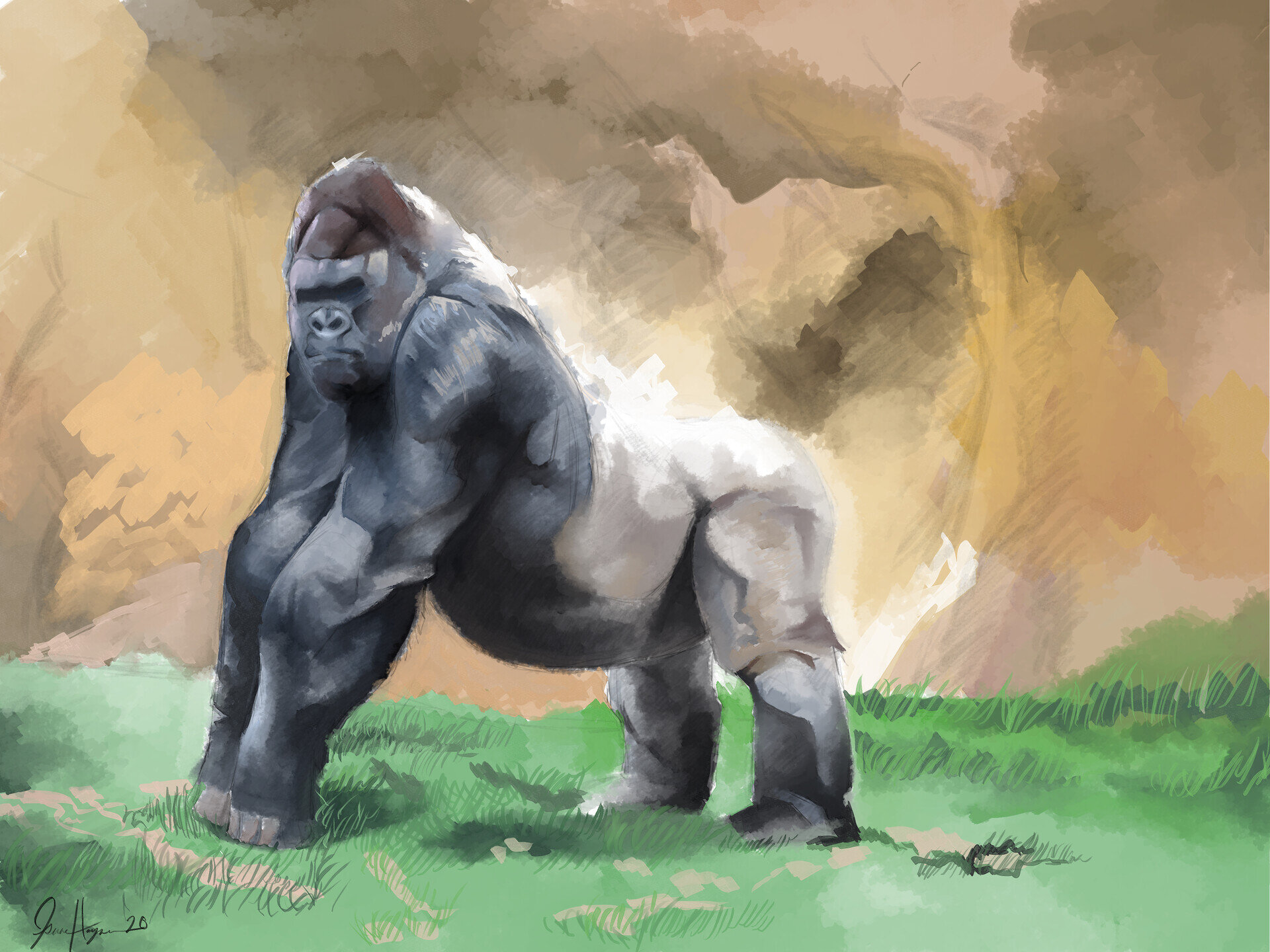 isaac-haynes-gorrila-sketch.jpg