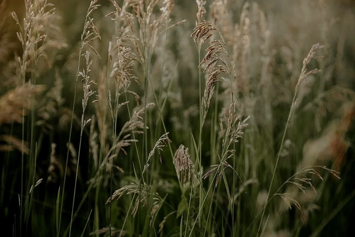 Grass texture from the Pearl Haus Portfolio visual collection