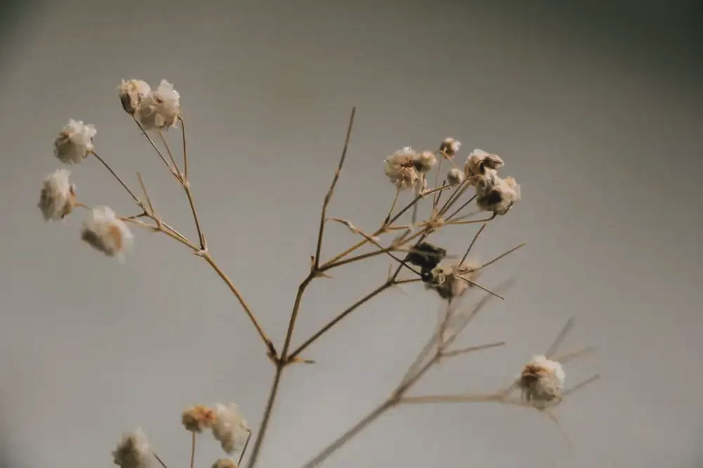 pearl-haus-dried-flowers-web.png
