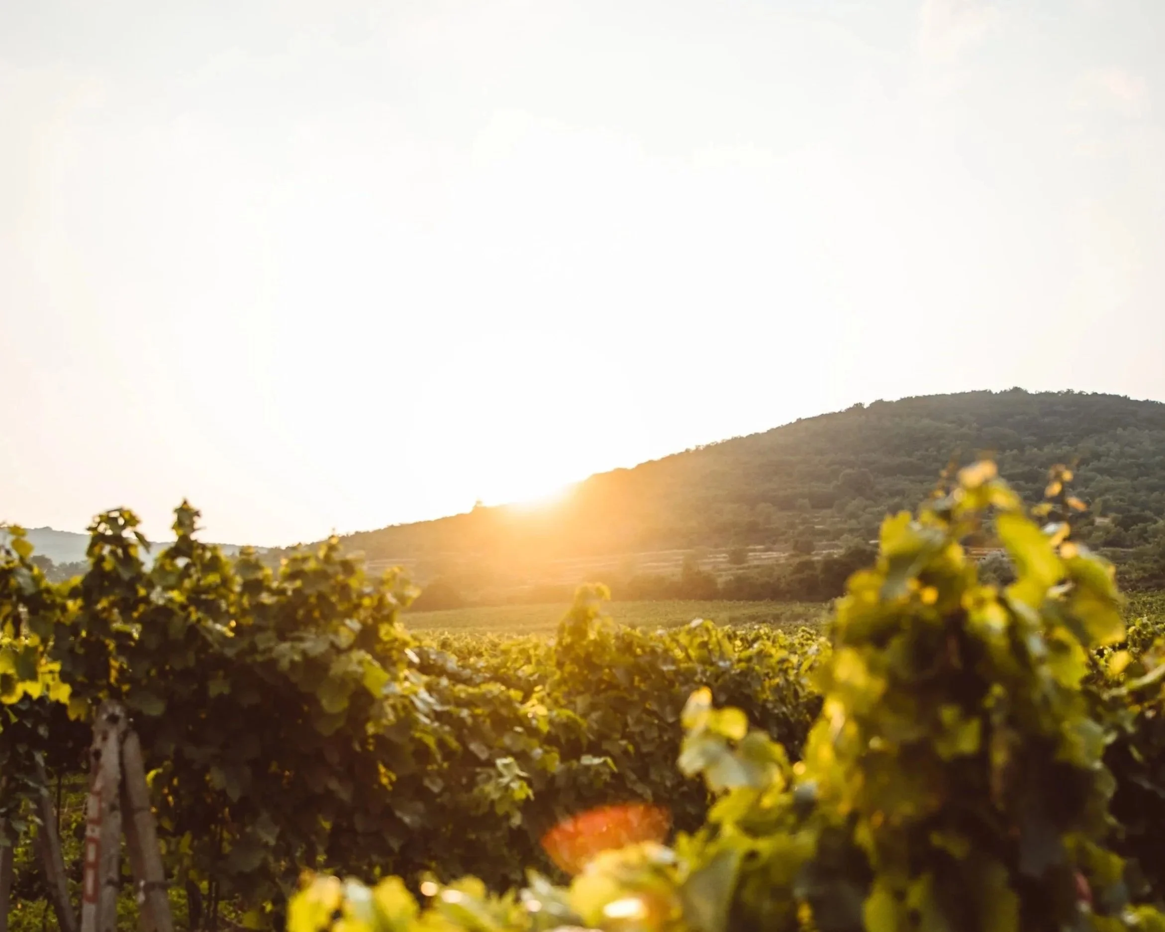 Beautiful golden sunlight spilling over hilltop framing vineyard. Illuminated grape vines in foreground.