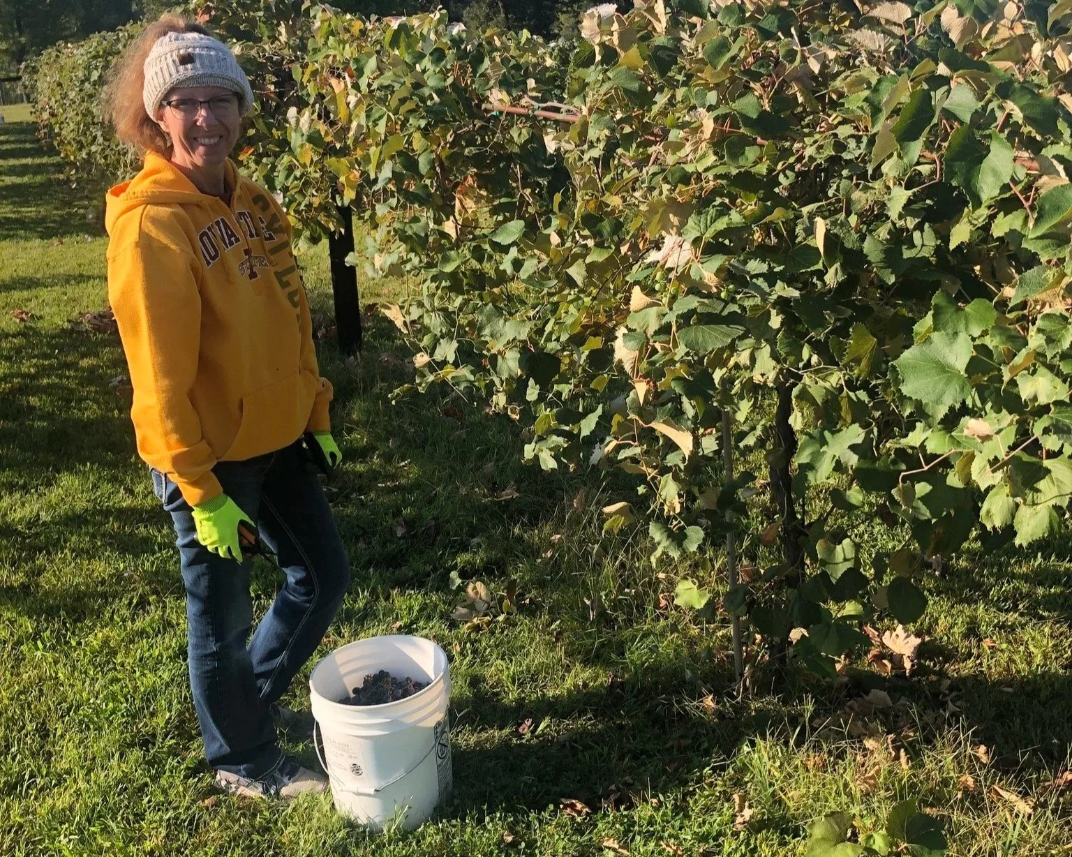 Woman in yellow sweatshirt smiling next to grapevines and a bucket of grapes during a wine making class at Twin Vines Vineyard in Panora, IA