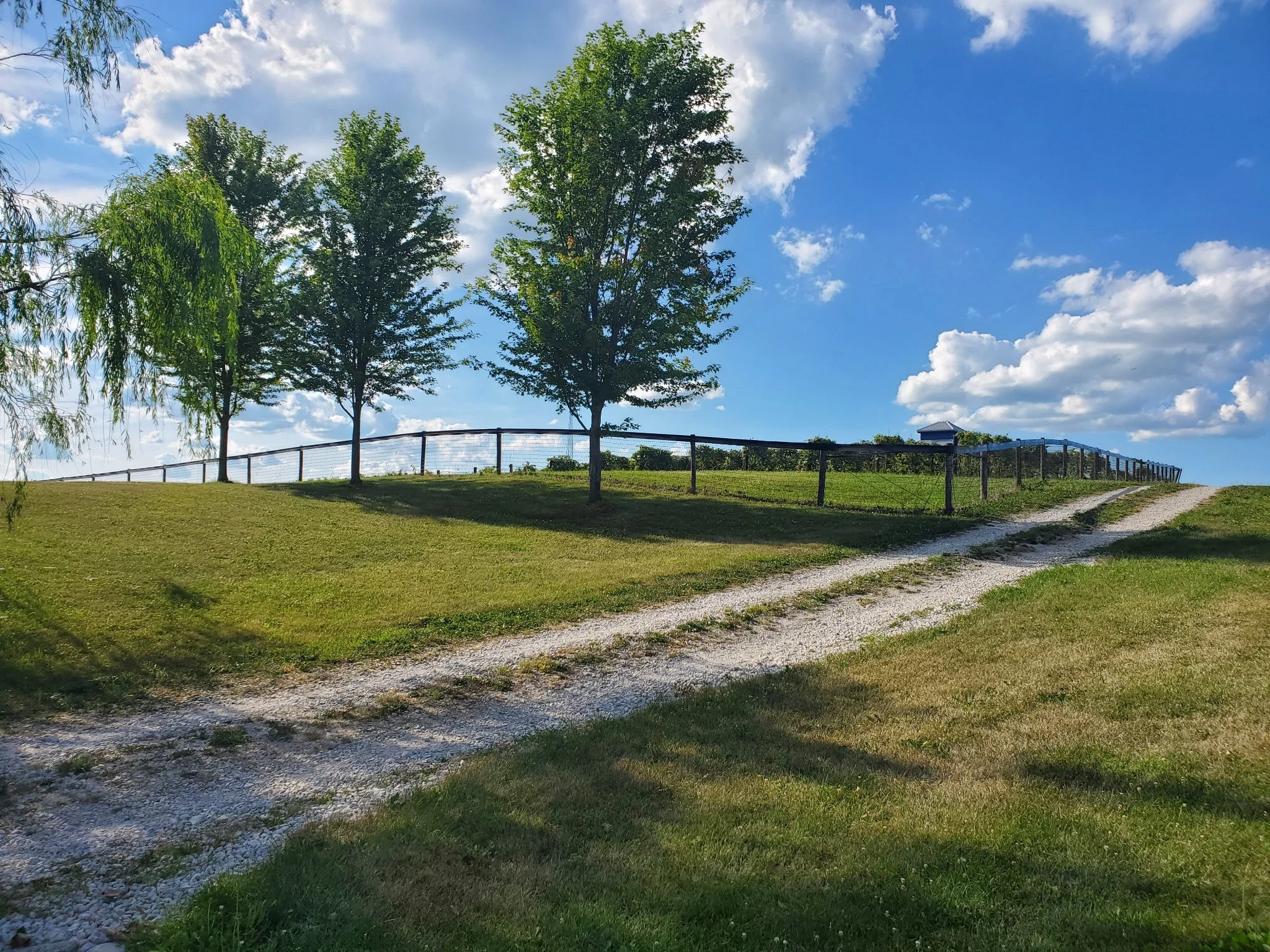 Picture of grounds at Twin Vines Vineyard. Shows long gravel path, trees, and a wooden fence and grapevines in the distance.