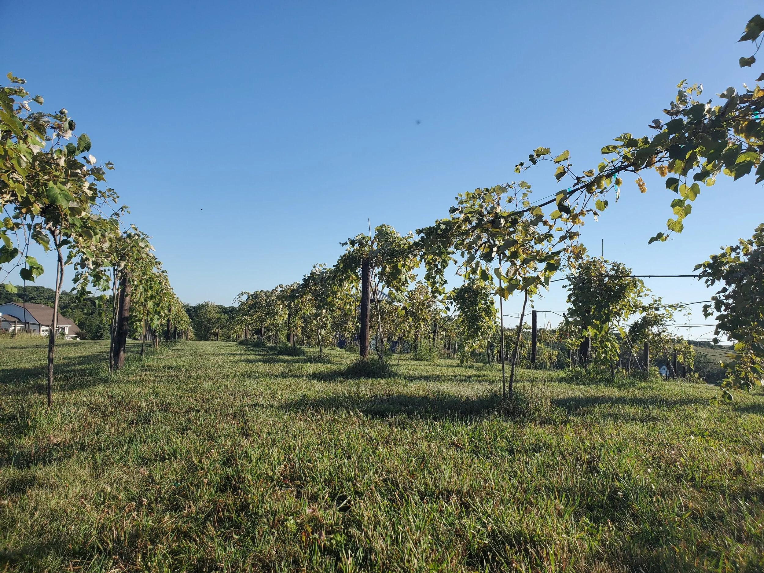Rows of grapevines at Twin Vines Vineyard, stretching across the property with green leaves and trellises under a clear sky.