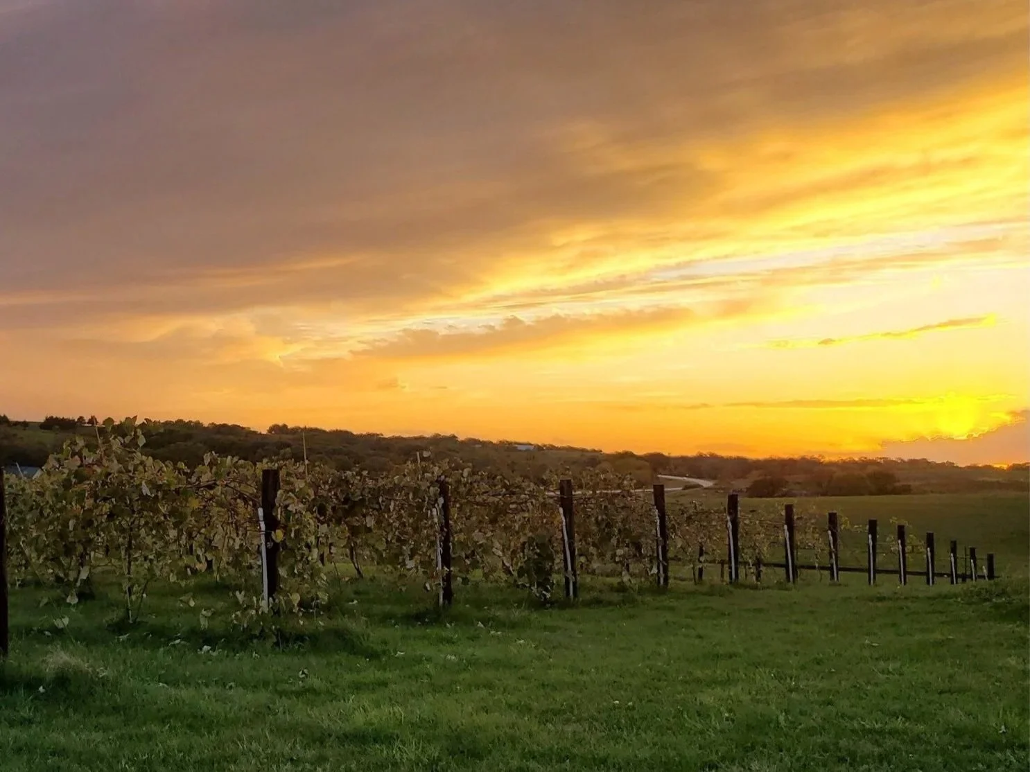 Sunset over a vineyard with rows of grapevines and a grassy field in the foreground, with a colorful sky.