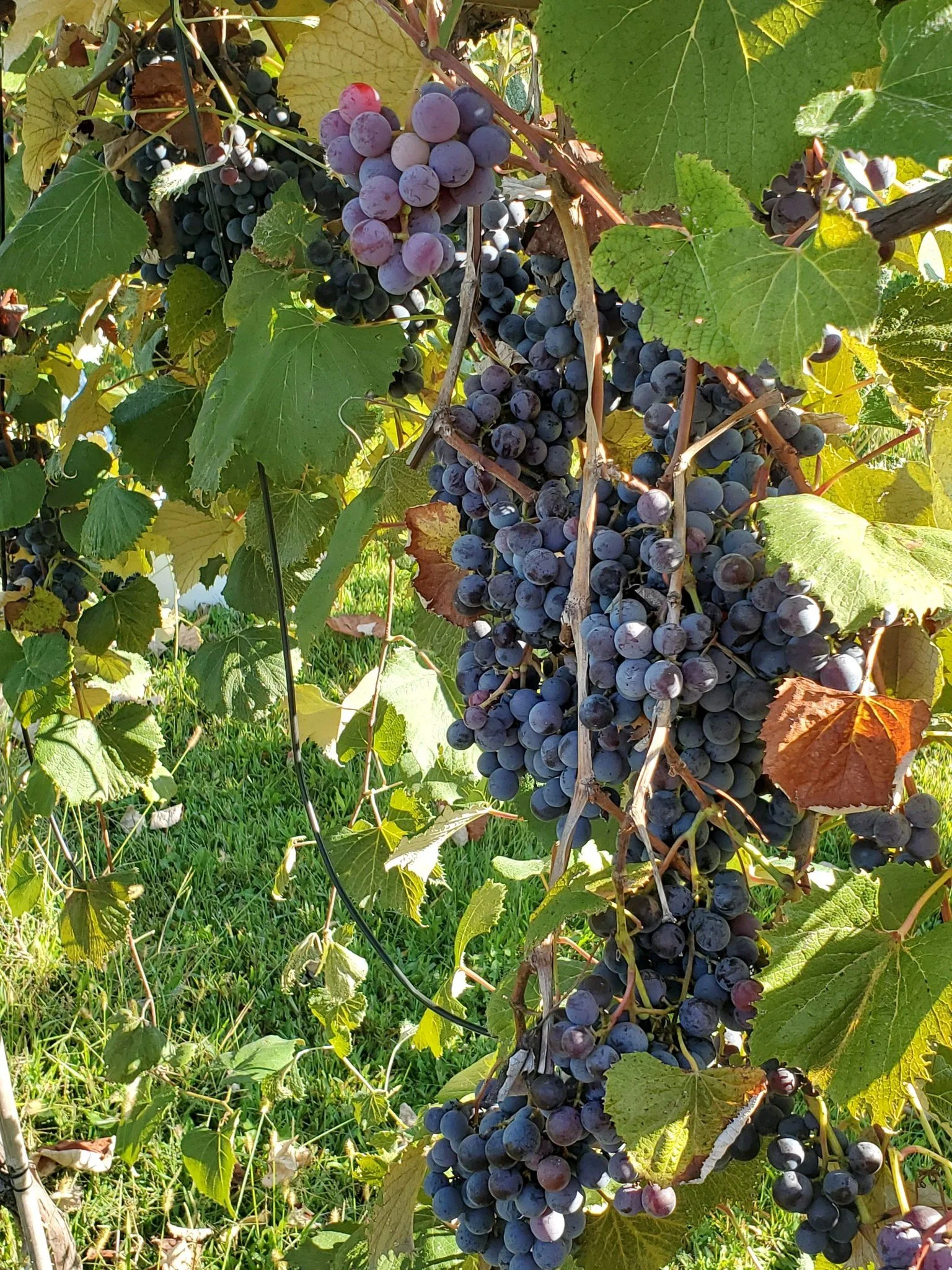 Large cluster of purple grapes on stem with green leaves and grass surrounding it.