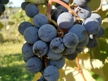 Up close image of purple grapes on the vine at Twin Vines.